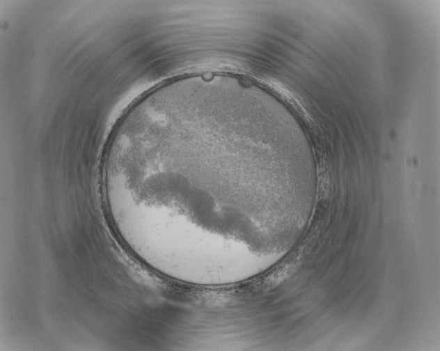 X0000072971086200608111710