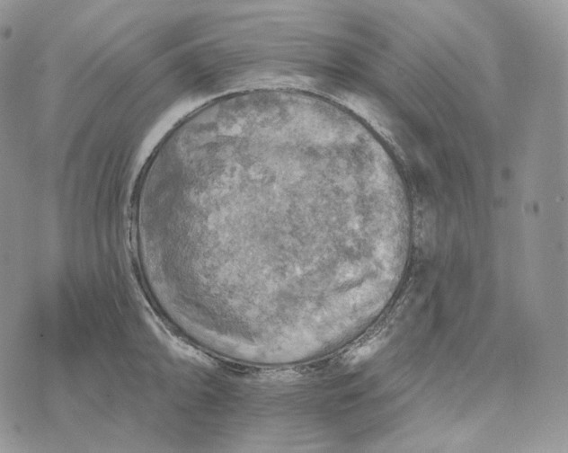 X0000072971094200608111710