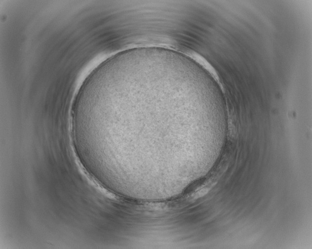 X0000072971096200608111710