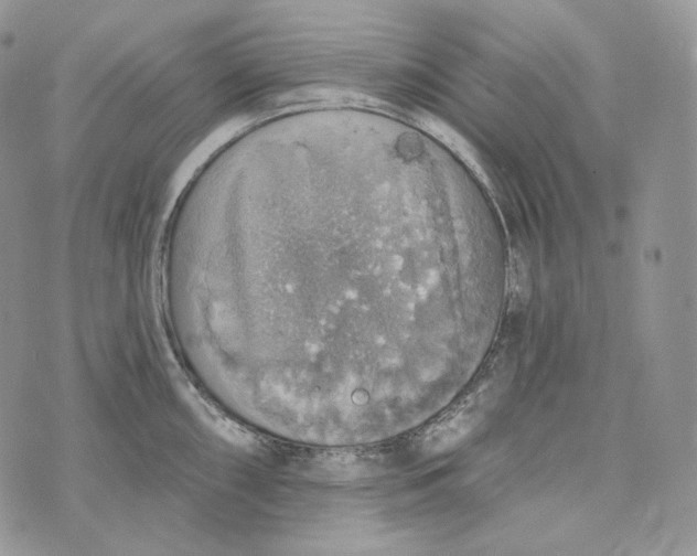 X0000072971098200608111710