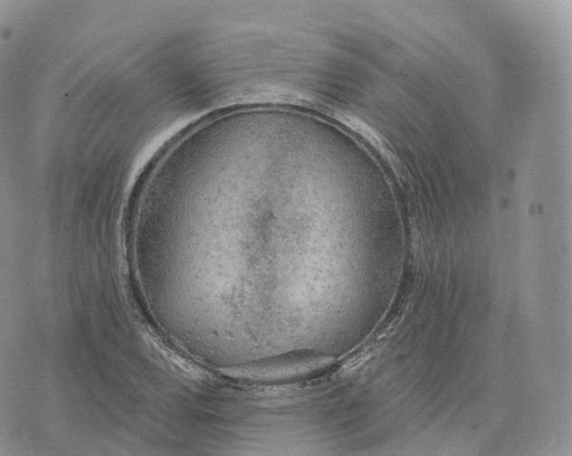 X0000072971120200608111709