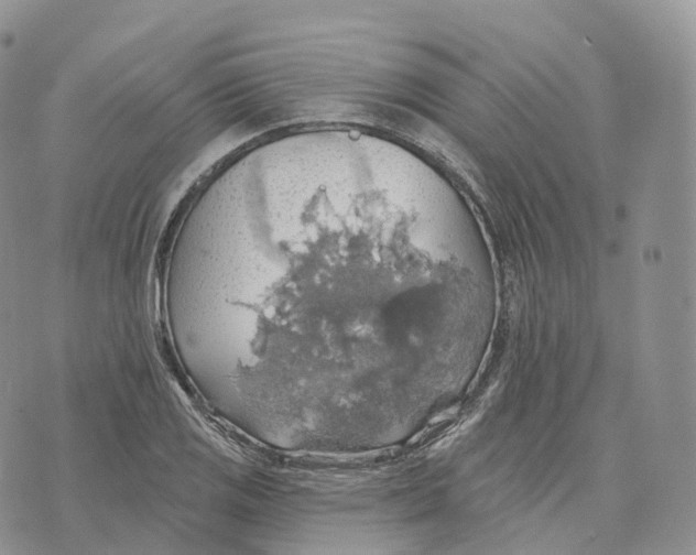 X0000072971125200608111709