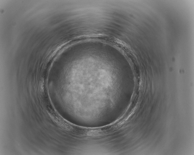 X0000072971161200608111709