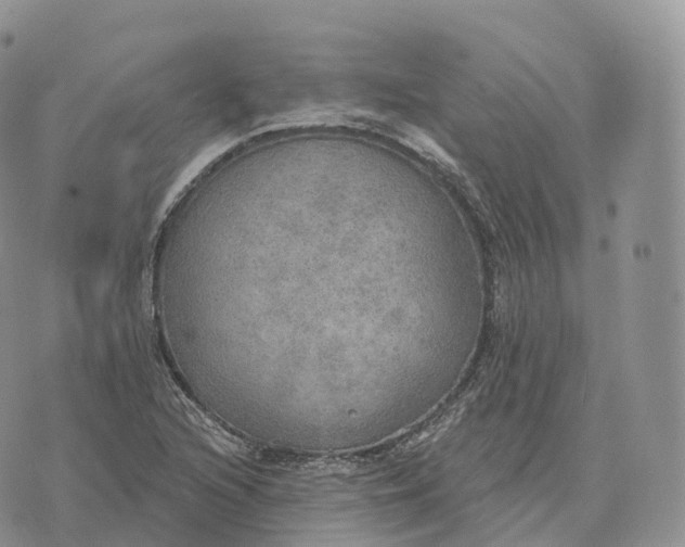 X0000072971216200608111707