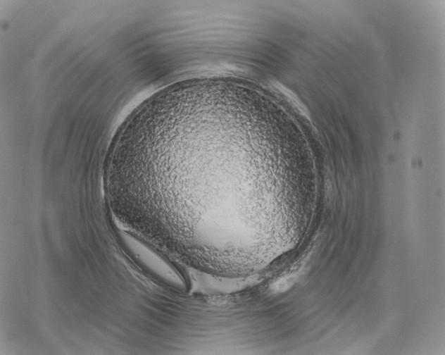 X0000072971226200608111708