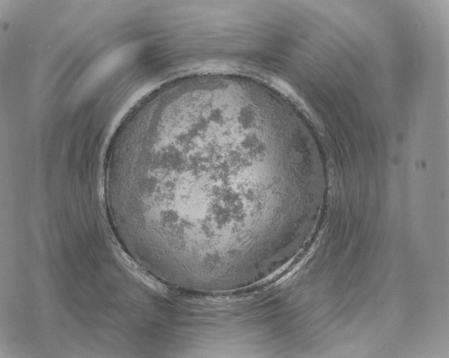 X0000072971232200608111708