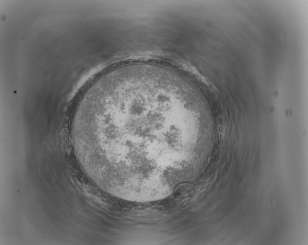 X0000072971256200608111707