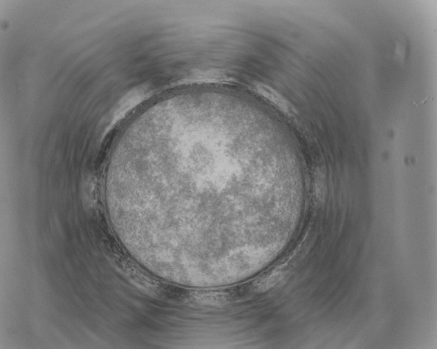 X0000072971258200608111707