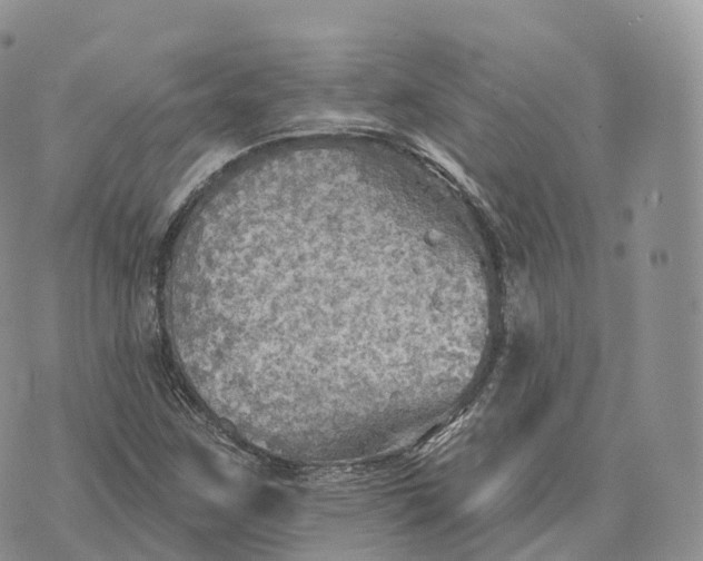 X0000072971259200608111707