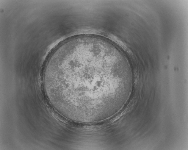 X0000072971264200608111707