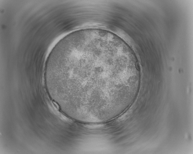 X0000072971296200608111706