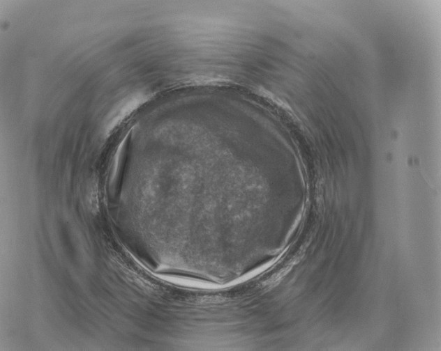 X0000072971306200608111706