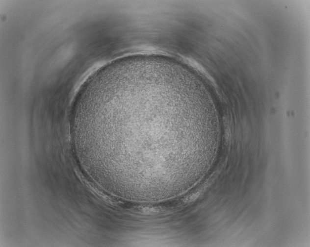 X0000072971318200608111706