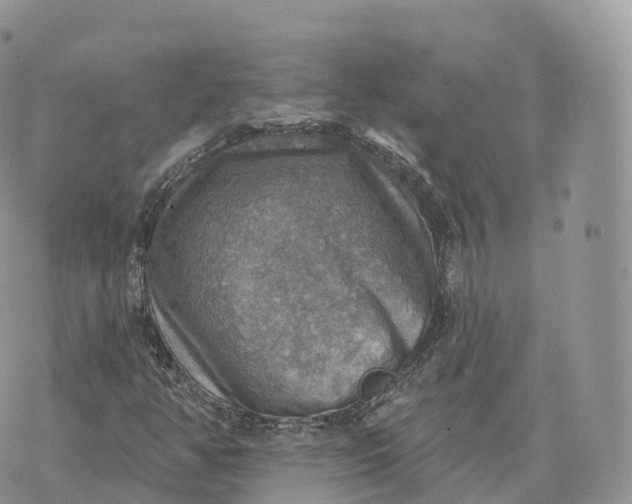 X0000072971350200608111706