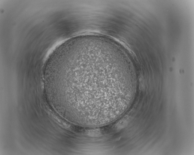 X0000072971363200608111705