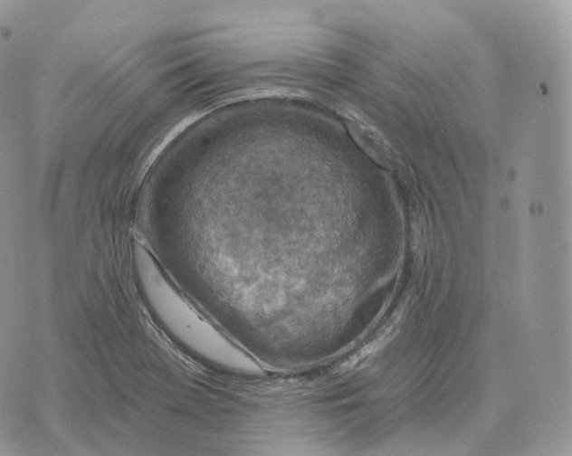 X0000072971369200608111705