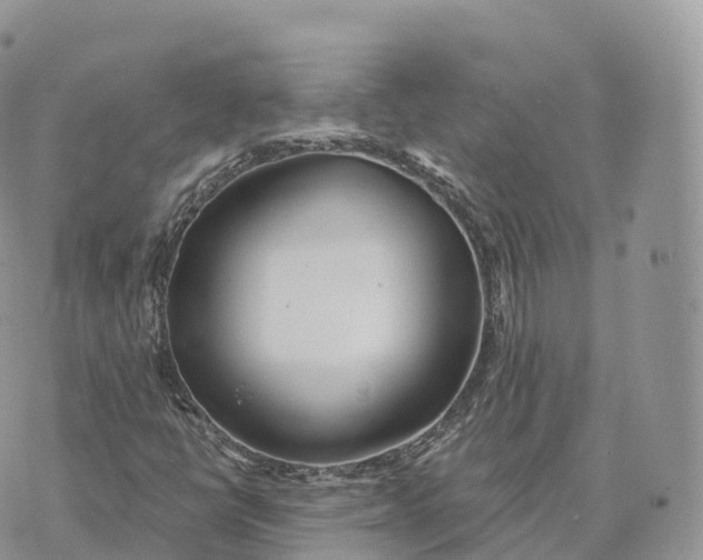 X0000072971398200608111704