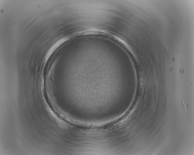 X0000072971418200608111705