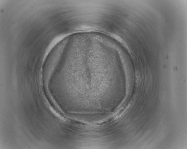 X0000072971421200608111705