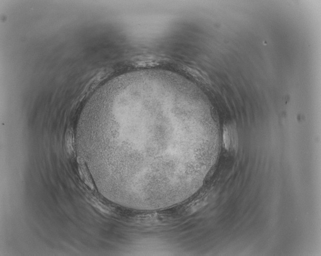 X0000072971444200608111704