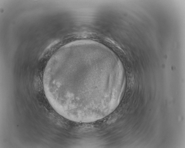 X0000072971446200608111704