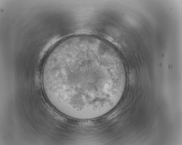 X0000072971454200608111704