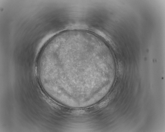 X0000072971462200608111704