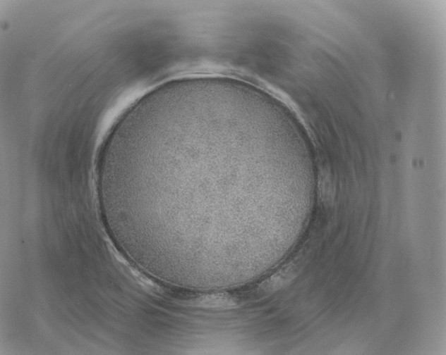 X0000072971464200608111704