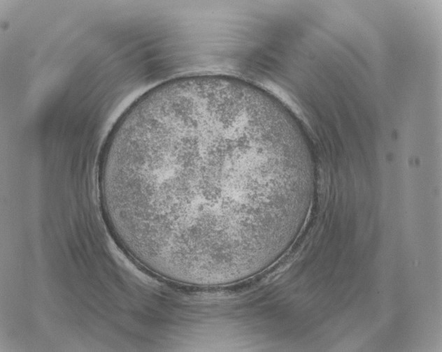 X0000072971468200608111704