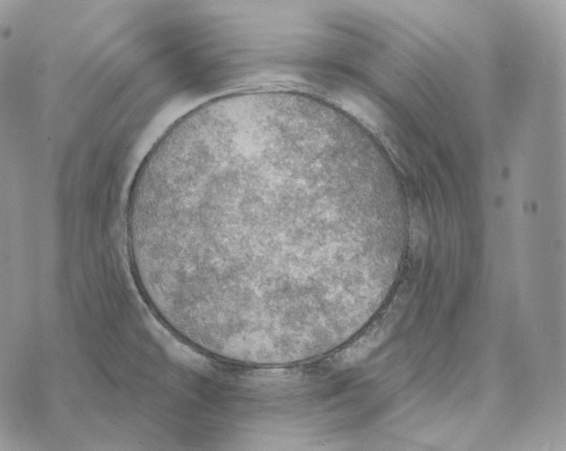 X0000072971478200608111703