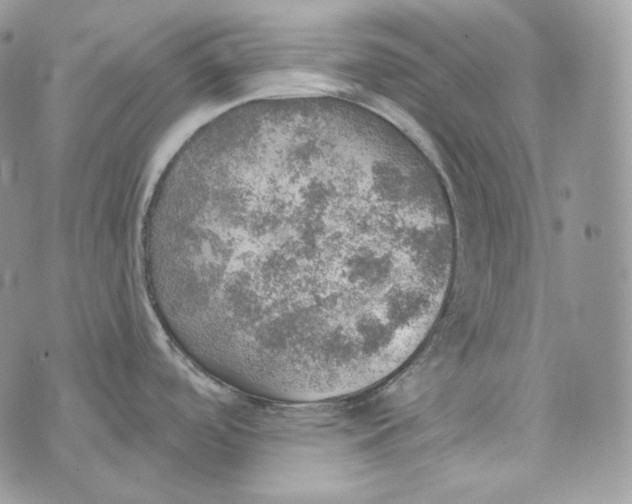 X0000072971488200608111703