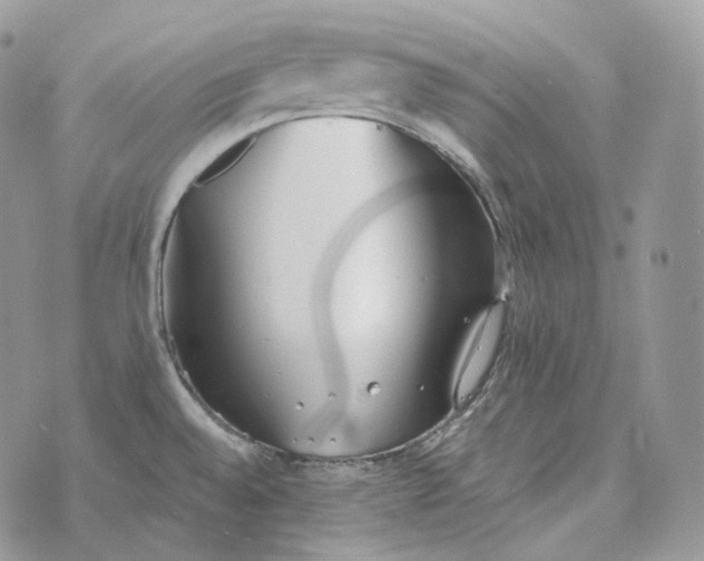 X0000072971528200608111703