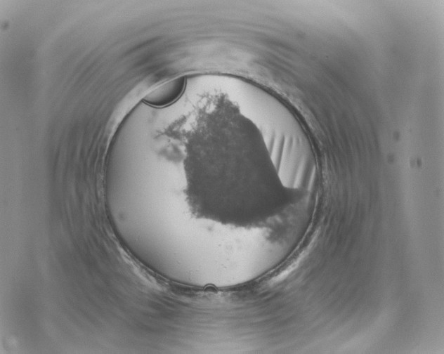 X0000072971529200608111703