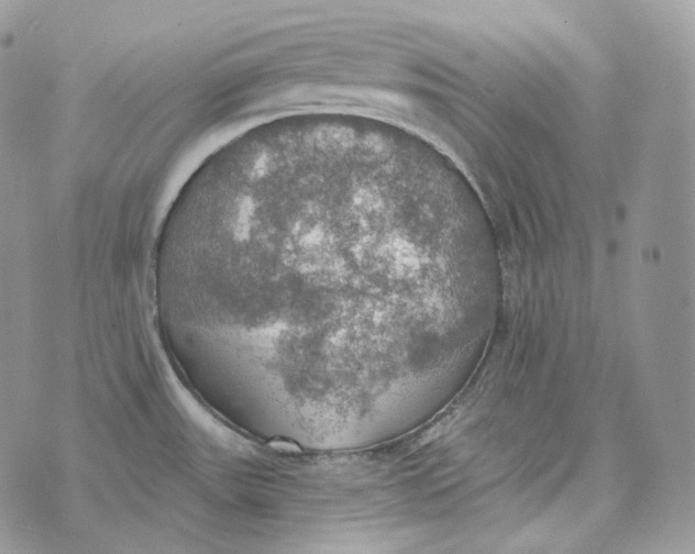 X0000072971531200608111703