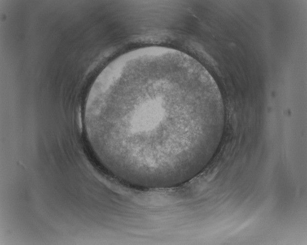 X0000072970020200608211333