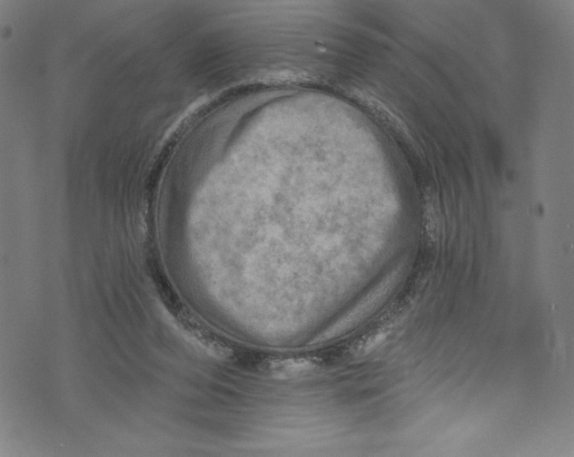 X0000072970208200608211330