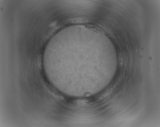 X0000072970255200608211329