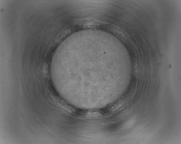 X0000072970270200608211329