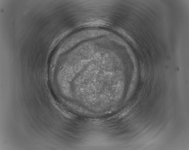 X0000072970486200608211325