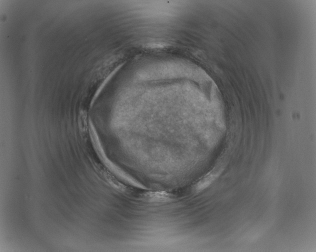 X0000072970528200608211325