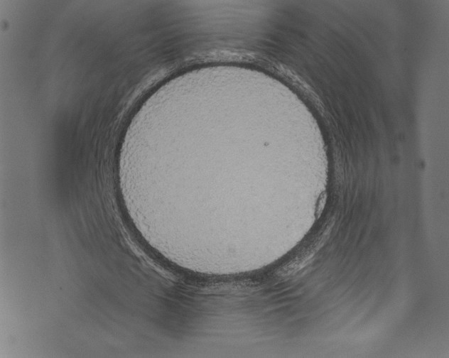 X0000072970625200608211322