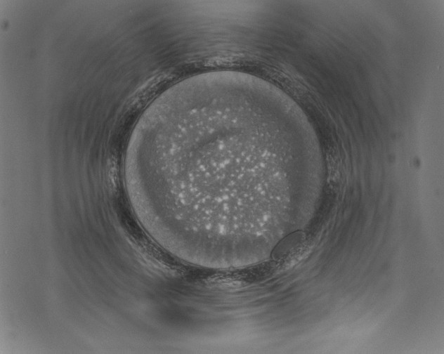 X0000072970648200608211323