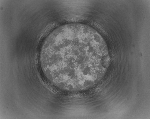 X0000072970738200608211321