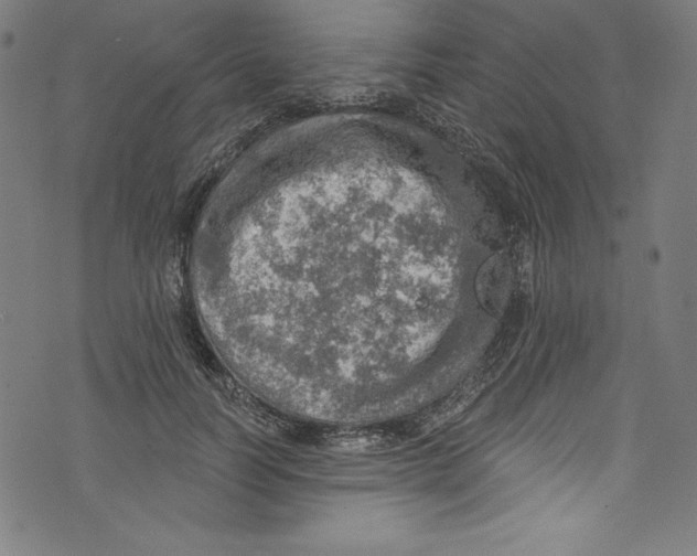 X0000072970746200608211321