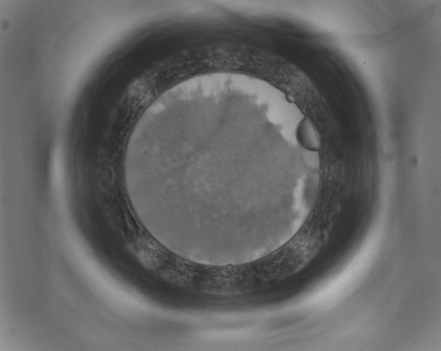 X0000072970765200608211322