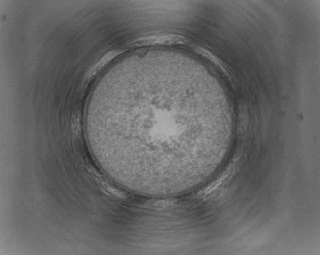 X0000072970778200608211321