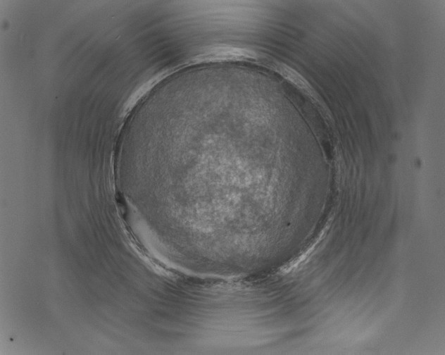 X0000072970842200608211320