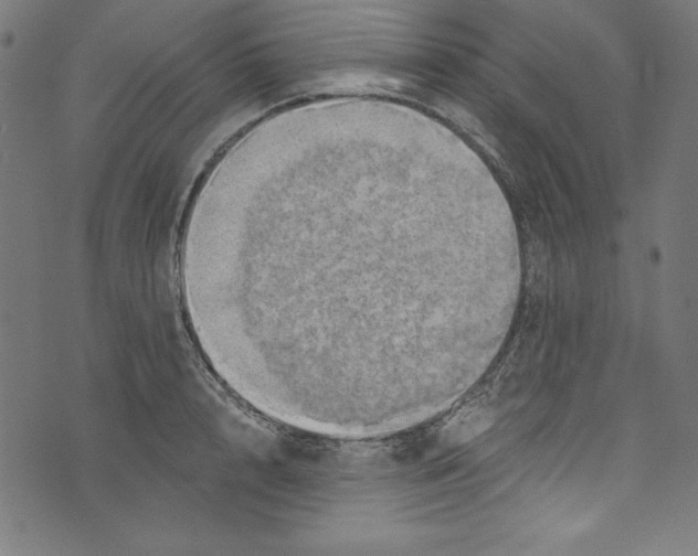 X0000072970848200608211320