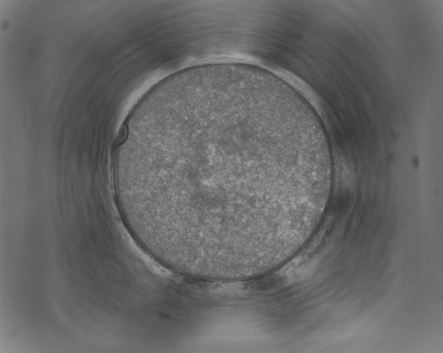 X0000072971006200608211317