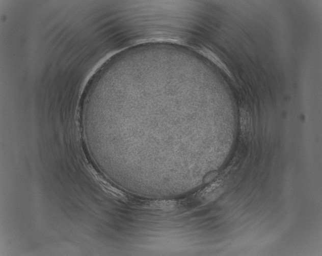 X0000072971068200608211316